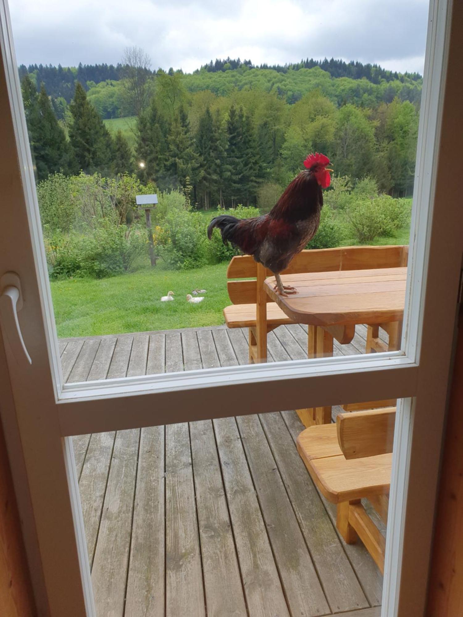 Vila Raj Helmuta Rabe  Pokoj fotografie